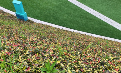 邊坡植物特寫