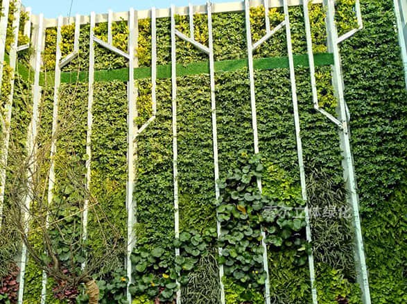 杭州某公司屋頂植物墻工程案例
