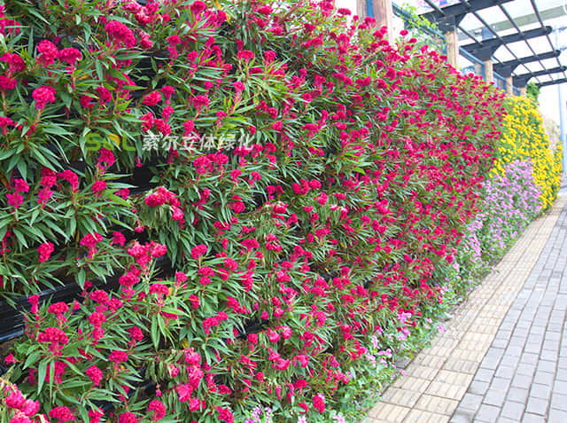 植物墻005.jpg